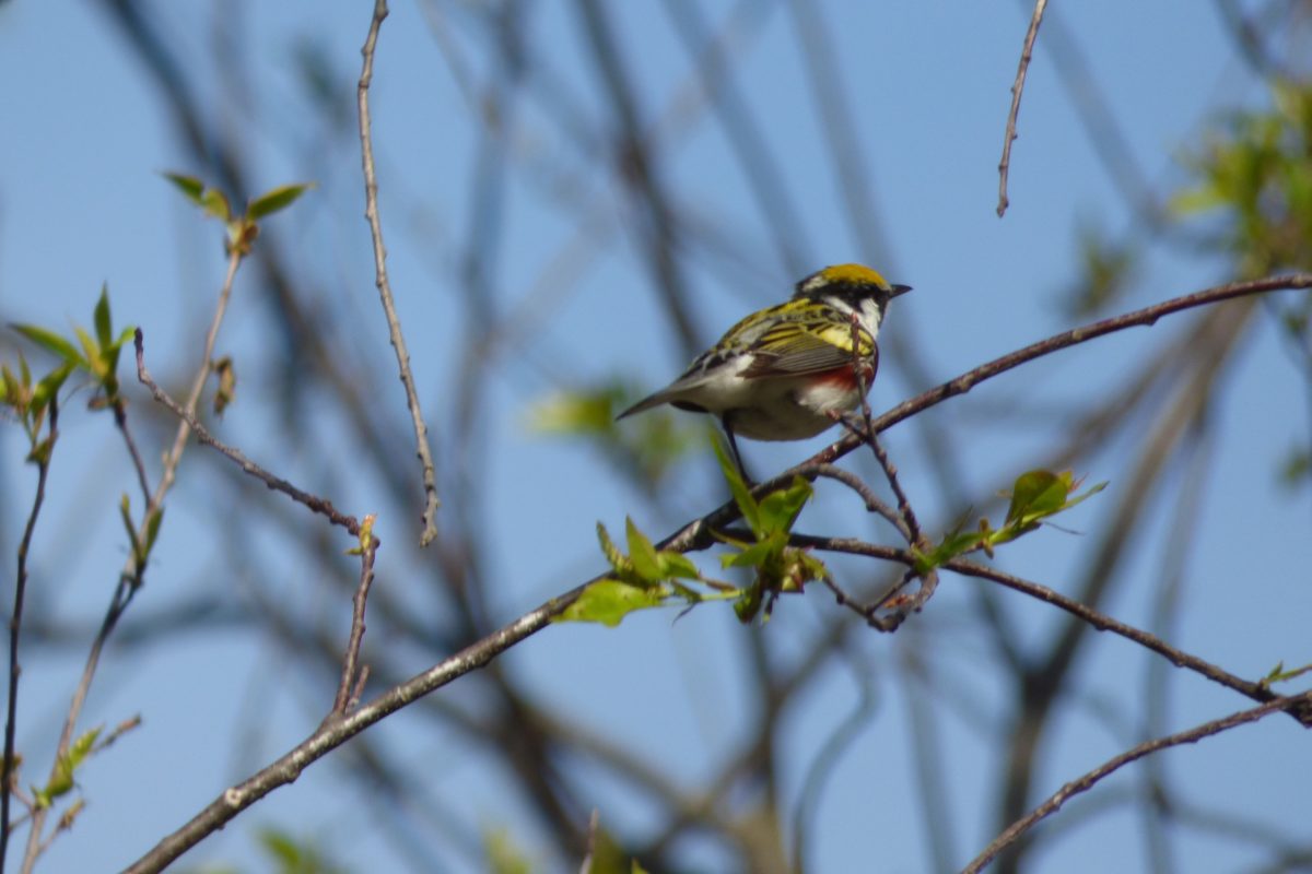 Chestnut Sided Warbler